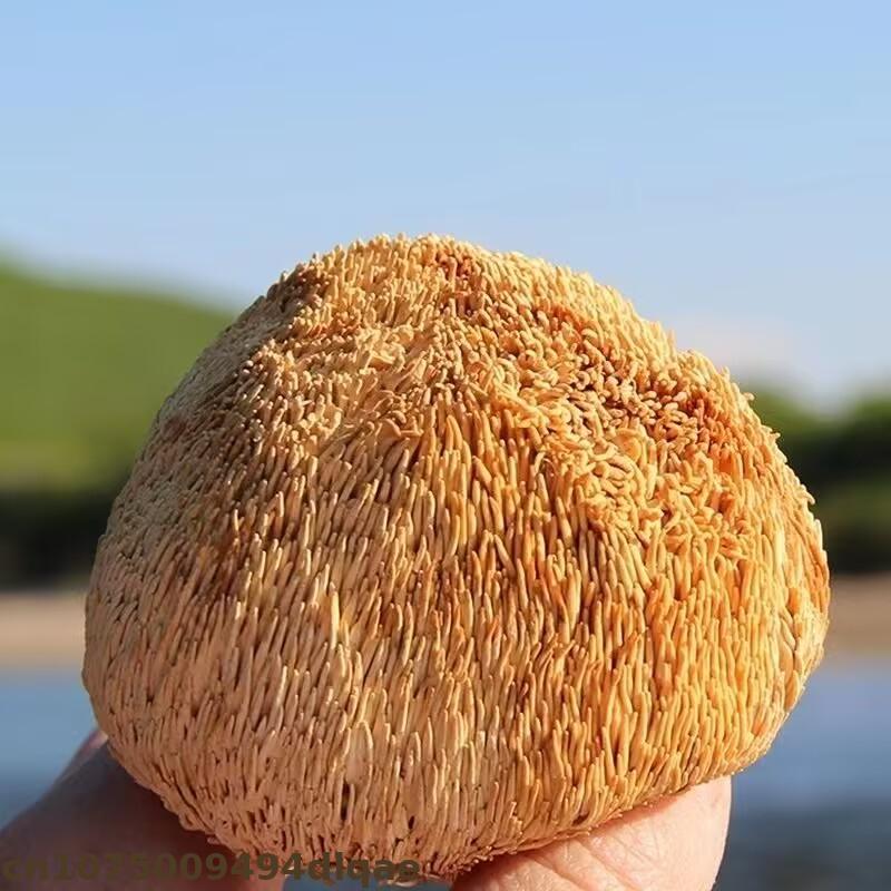 Premium Dried Lion's Mane Mush – Soap Making Home Bewertung und Preis